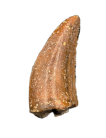 Theropod Tooth from the Mid Jurassic, Madagascar