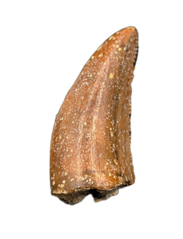 Theropod Tooth from the Mid Jurassic, Madagascar