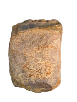 Sauropod (Long Neck) Tail Vertebra, El Mers III Formation