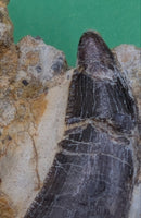Dromaeosaur Tooth, Two Medicine Formation