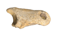 Pachycephalosaurus/Thescelosaurus Toe Bone, Hell Creek