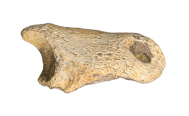 Pachycephalosaurus/Thescelosaurus Toe Bone, Hell Creek