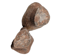 Oviraptor (Microvenator) Toe, Cloverly Formation
