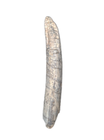 Pterosaur (Ornithocheirid) Tooth, Elrhaz Formation