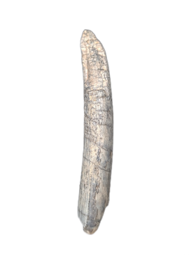 Pterosaur (Ornithocheirid) Tooth, Elrhaz Formation