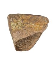 Ouranosaurus Tooth