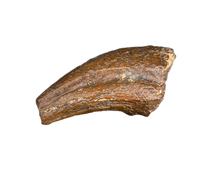 Theropod Claw, Bissekty Formation, Uzbekistan