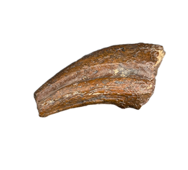Theropod Claw, Bissekty Formation, Uzbekistan