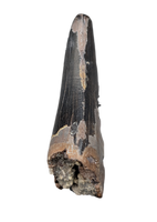Nanotyrannus Tooth,  Hell Creek Formation