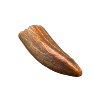 Titanosaur (Dzharatitanis?) Tooth, Bissekty Formation, Uzbekistan