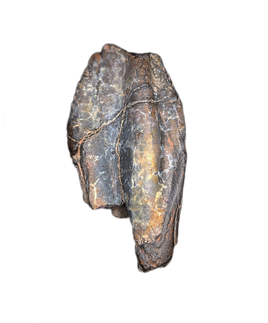Large Iguanodont (Lurdusaurus?) Tooth