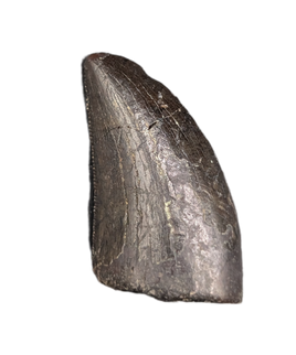 Tyrannosaur Tooth, Two Medicine Formation.
