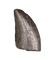 Tyrannosaur Tooth, Two Medicine Formation.