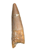 Spinosaurus Tooth