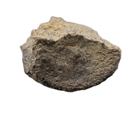 Dinosaur Partial Vertebra, Bissekty Formation