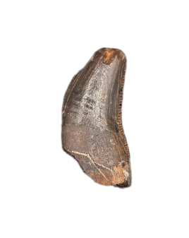 Nanotyrannus Tooth