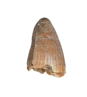 Deinosuchus (Crocodile) Tooth from Texas