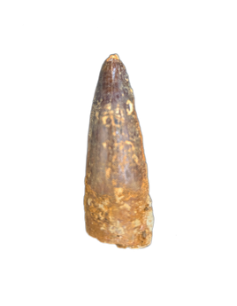 Spinosaurus Tooth