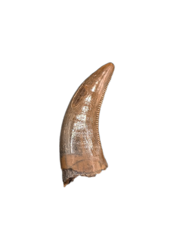 Nanotyrannus Tooth