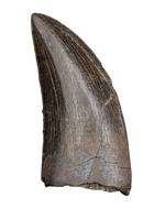 Tyrannosaur Tooth with Split Carinae, Judith River Formation