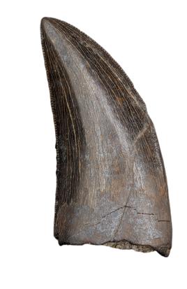 Tyrannosaur Tooth with Split Carinae, Judith River Formation