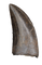 Tyrannosaur Tooth with Split Carinae, Judith River Formation