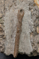 Raptor (Dromaeosaur) Metacarpal, Judith River Formation