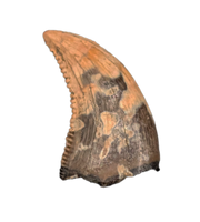 Dromaeosaurus (Raptor) Tooth, Judith River Formation