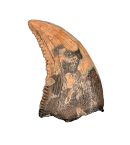 Dromaeosaurus (Raptor) Tooth, Judith River Formation