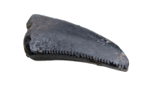 Raptor Tooth from the Hell Creek Formation