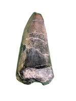 Sarcosuchus Tooth, Giant Crocodile, Niger