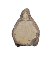 Mosasaur Vertebra, Cretaceous of Texas