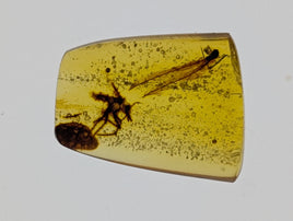 Amber with Dinosaur Feathers from Burma. Middle Cretaceous, 99 Million Years Old