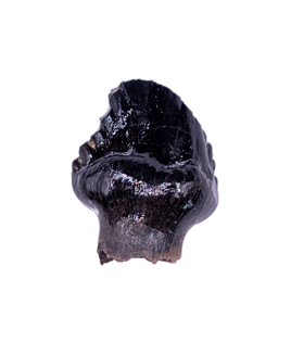 Ankylosaurus Tooth
