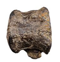 Stegosaur Cervical Vertebra, El Mers Formation