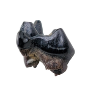 Mammal Tooth(Molar), Hell Creek Formation