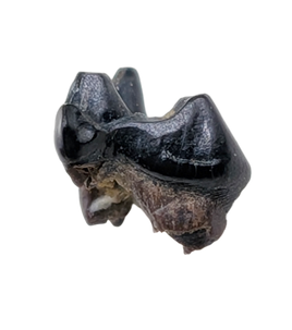 Mammal Tooth(Molar), Hell Creek Formation
