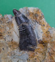 Dromaeosaur Tooth, Two Medicine Formation