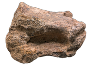 Hadrosaur (Parasaurolophus?) Tail Vertebrae from the Kaiparowitz Formation of Utah.