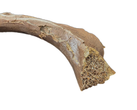 Tyrannosaurus Rex Rib