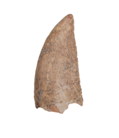 Majungasaurus Tooth