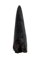 Tyrannosaur Tooth, Two Medicine Formation