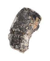 Camarasaurus Tooth