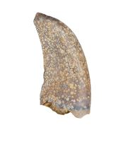Large Acheroraptor Tooth