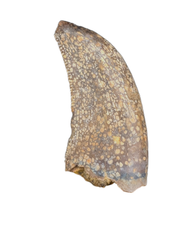 Large Acheroraptor Tooth