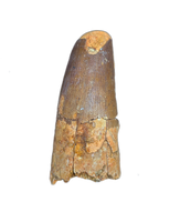 Spinosaurus Tooth