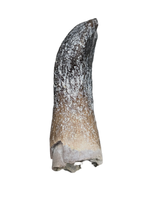 Rooted Archaeodontosaurus Tooth from the Mid Jurassic, Madagascar