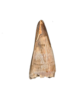 Nanotyrannus Pre Max Tooth