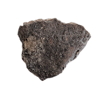 Metoposaur Skull Armor Section, Chinle Formation