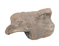 Tyrannosaur Ankle Bone, Two Medicine Formation